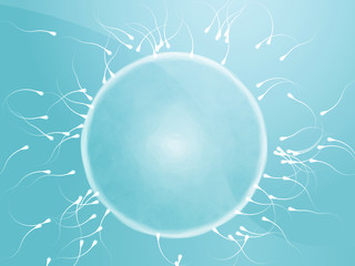 Egg fertilization illustration - obrazy, fototapety, plakaty