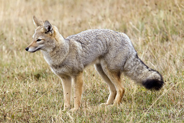 Grey fox