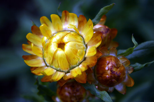 Strohblume