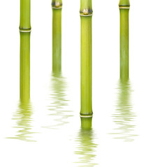 bamboo reflecting on the water surface