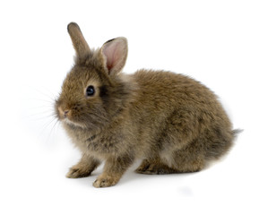 Rabbit