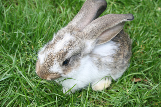 rabbit on the green grass