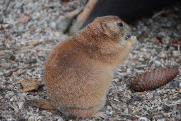 faire ses provisions