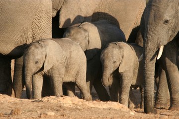 Fototapeta premium Baby Elephant Group