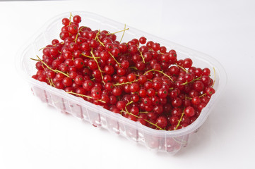 Bio Johannesbeeren im Körbchen frisch aus dem Garten