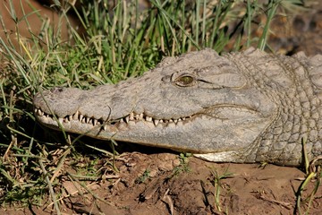 Nile Crocodile Portrait