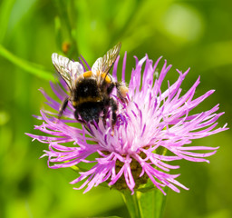Young bumblebee on flower thistle