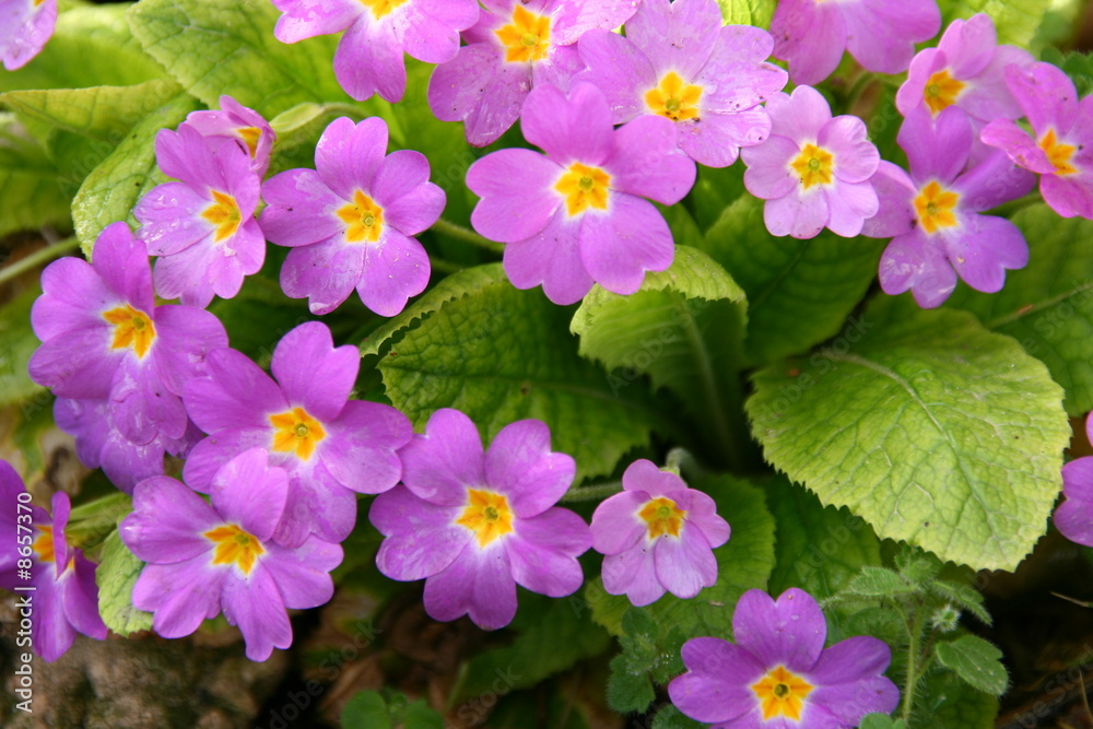 Wall mural Blooming primrose in a garden