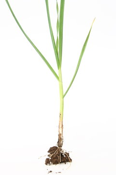 Fresh garlic with root and soil