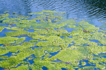 Fototapeta premium Algae