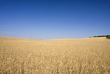 Corn field