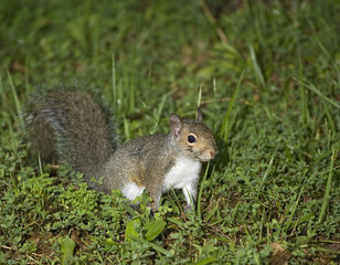 squirrel