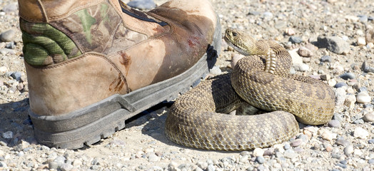 after the strike venom and blood shows on the boot of a rattlesnake victim © Guy Sagi