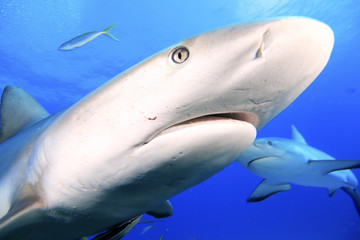 Caribbean Reef Shark face