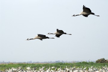Birds migration