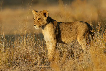 Fototapeta na wymiar Lwiątko, pustyni Kalahari, Republika Południowej Afryki