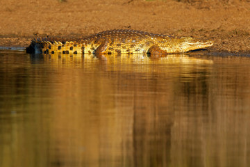 Nile crocodile, Kruger National Park, South Africa