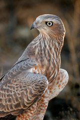 Pale Chanting goshawk, Kalahari desert, South Africa