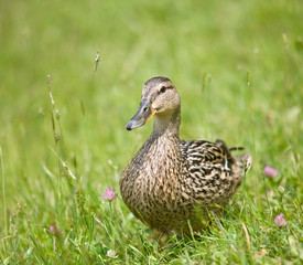 Duck on grass