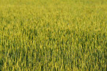 Field of rye