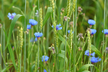 Cornflowers in rye
