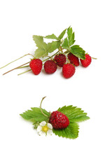 Wild strawberries