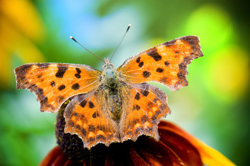 Butterfly on yellow flower