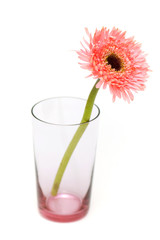 Gerber daisy isolated on the white background