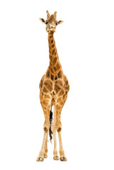 Giraffe © Ashley Whitworth