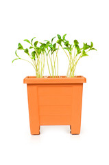 Green saplings growing in the clay pot