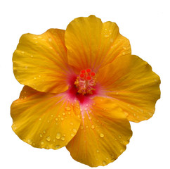 Hibiscus © Ulrike Akliros