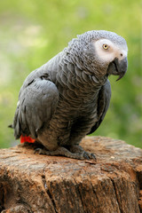 Perroquet gris du gabon