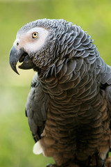 Perroquet gris du gabon