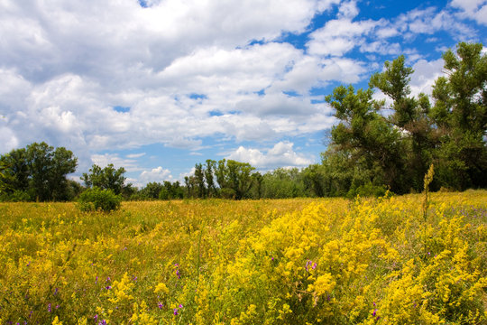 meadow with yellow flowers