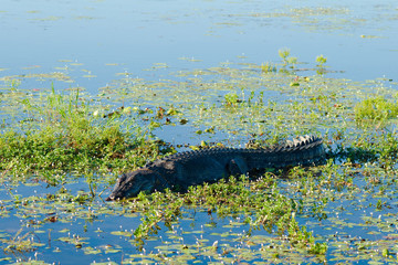 Saltwater Crocodile (crocodylus porosus) © Ashley Whitworth