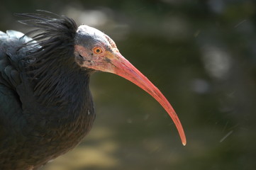 Waldrapp