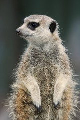 Cute Suricate Portrait