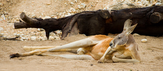 Red Kangaroo Resting