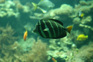 Fisch