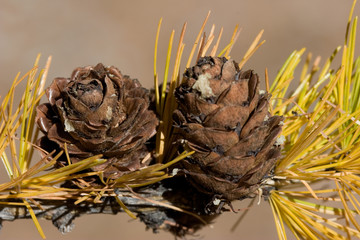 M&eacute;l&egrave;ze