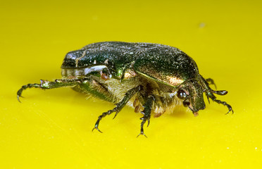 The large Bug creeps on a yellow table