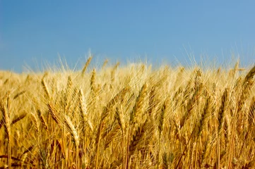 Voilages Campagne barley field