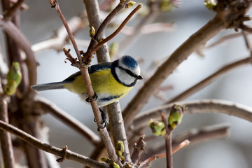 Mésange bleue