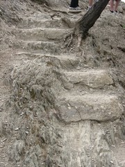 Naklejka premium Path in the bush