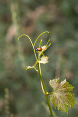 Ladybird on grape leaves