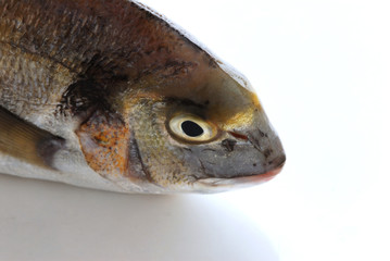 Orata