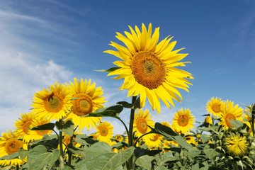 Tournesols