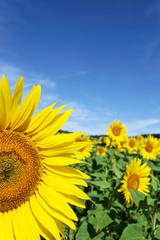 Fototapeta premium Tournesols