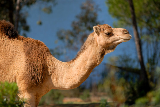 Dromedary