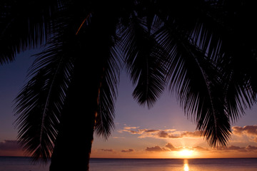 cocotier palme exotique tropique océan soleil couché silhouette